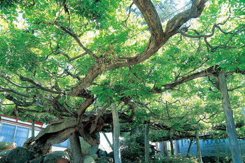 白山神社のフジ