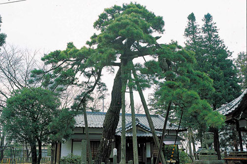 大宮五所大神のクロマツ