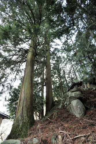 山王権現のスギ