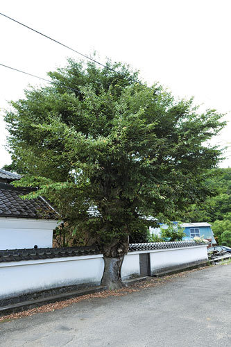 大工のケヤキ