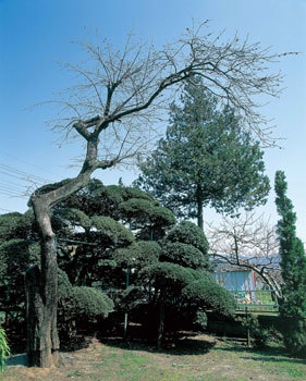 下神内川のイヌツゲ