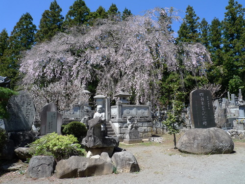 洞雲寺のシダレザクラ