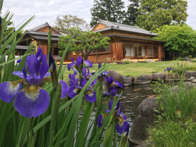 アヤメと青山莊の画像