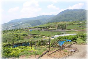 ぶどう風景