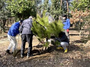 アカマツの移植作業