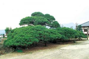 【県指定天然記念物】龍泉寺の万年マツ