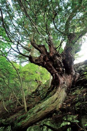 【県指定天然記念物】切差金毘羅山のヒノキ群