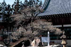 【県指定天然記念物】洞雲寺八房のウメ