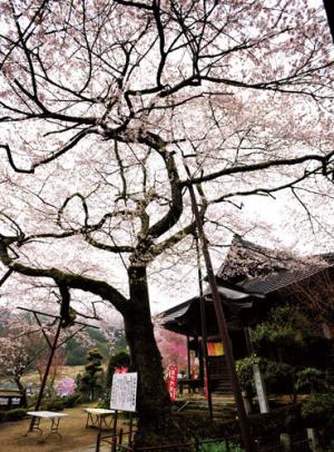 【県指定天然記念物】吉祥寺の新羅ザクラ