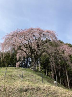 乙ヶ妻シダレザクラ