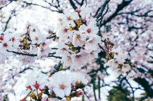 万力公園の桜アップ