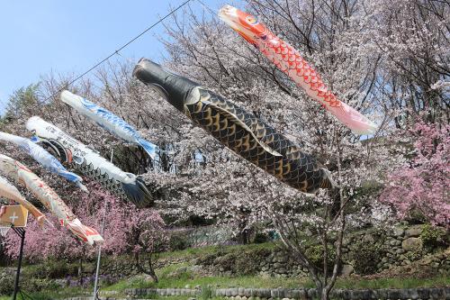 神明神社の桜とこいのぼり