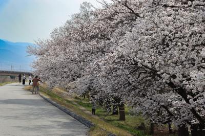 万力公園の桜