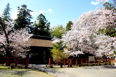 大井俣窪八幡神社の桜