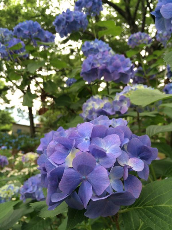 アジサイ（万力公園）