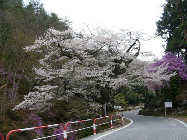 天王桜（膝立）