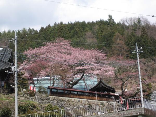 新羅桜（吉祥寺）
