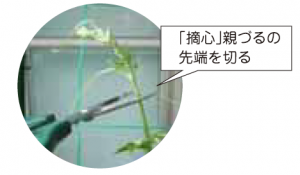 摘心
