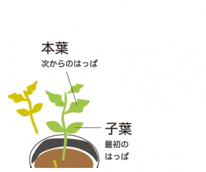 本葉