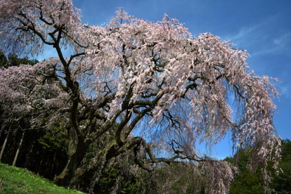 しだれ桜