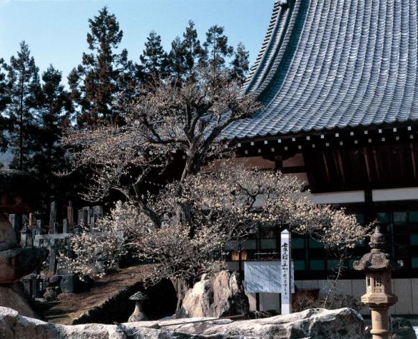 八房の梅
