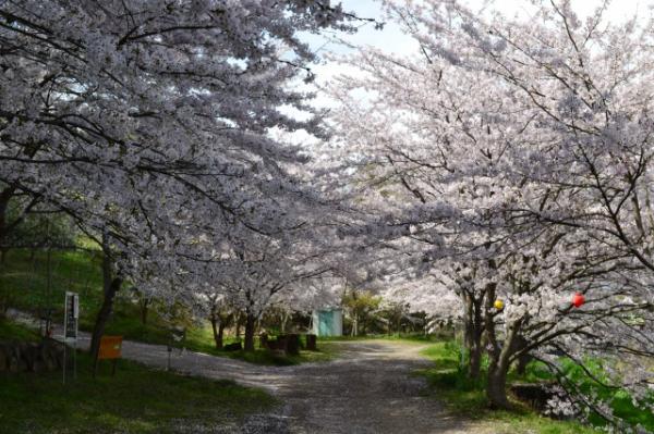 桜（荒神山）