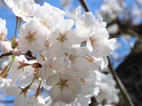桜
