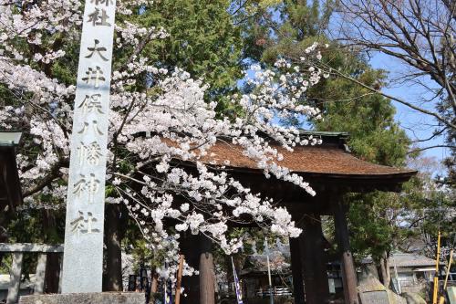 八幡神社桜