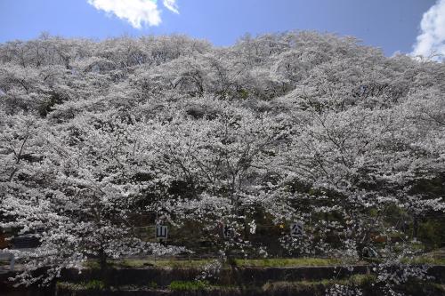 荒神山桜公園