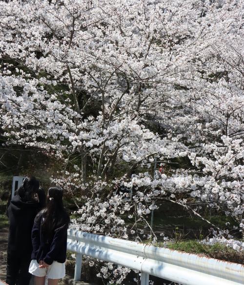 荒神山桜公園１