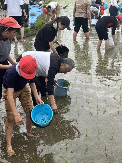笛川小学校田植え作業