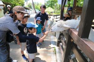 万力公園ヤギ