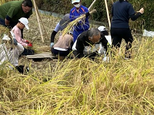 笛川小学校稲刈り授業