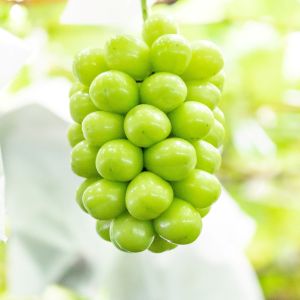 シャインマスカット