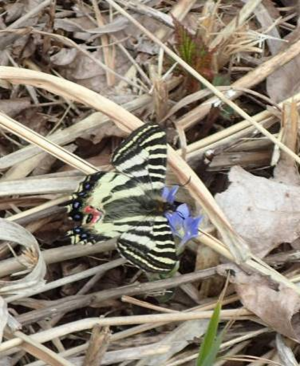 ヒメギフチョウ