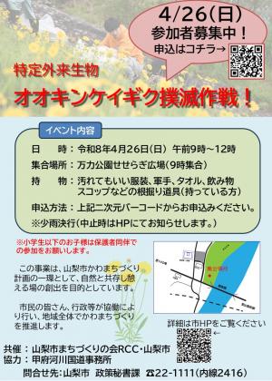 オオキンケイギク撲滅作戦