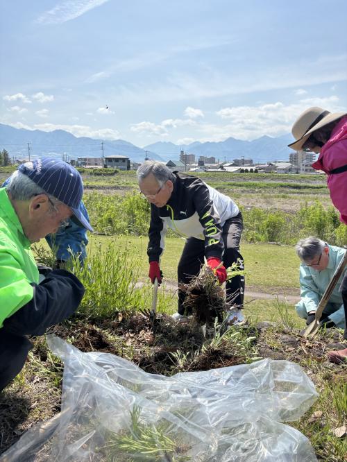 オオキンケイギク除草作業