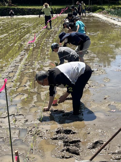 教育ファーム田植え事業