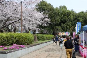 万力公園桜まつり（4月6,7日）の写真4