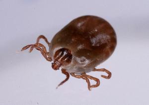 マダニ 国立感染症研究所ホームページより