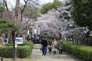 万力公園桜まつり（4月6,7日）の写真2